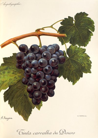Tinta Carvalha du Douro-druif door Alexis Kreyder