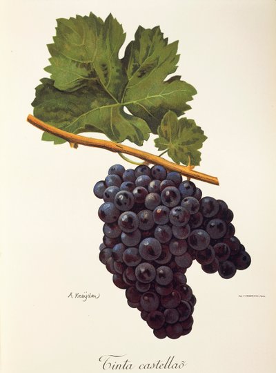 Tinta Castellao-druif door A. Kreyder door Alexis Kreyder