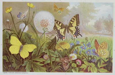 Vlinders, illustratie uit een Hongaarse natuurgeschiedenisboek, ca. 1900 door Alfred Brehm