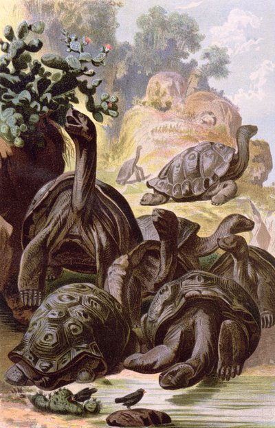 Reuzenschildpadden van de Galapagos-eilanden, uit een natuurhistorisch boek, 1887 door Alfred Brehm