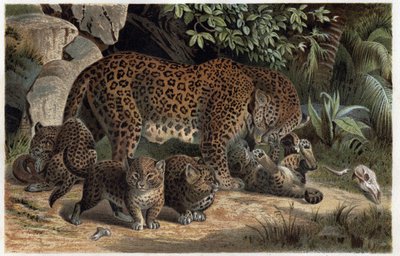 Panter en haar jongen - Panthera, uit 
