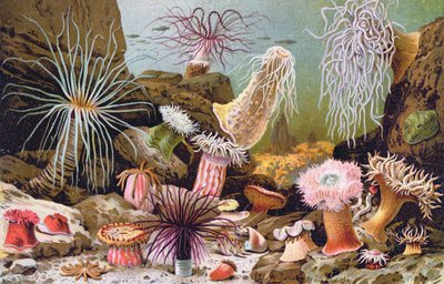 Zeeanemonen, uit een Hongaars natuurhistorisch boek, ca. 1900 door Alfred Brehm