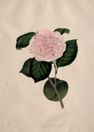 Illustraties en beschrijvingen van...de natuurlijke orde Camellieae: Nr. 41 door Alfred Chandler