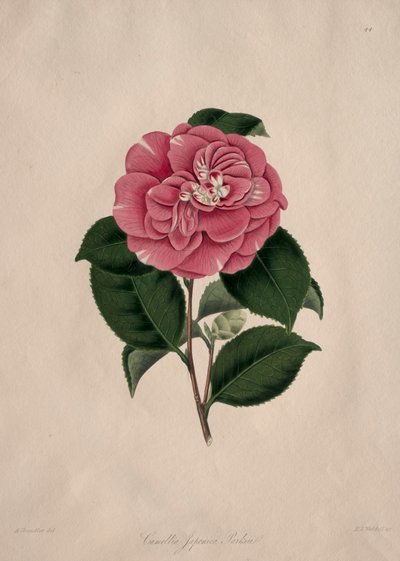 Illustraties en beschrijvingen van...de natuurlijke orde Camellieae: Nr. 44 door Alfred Chandler