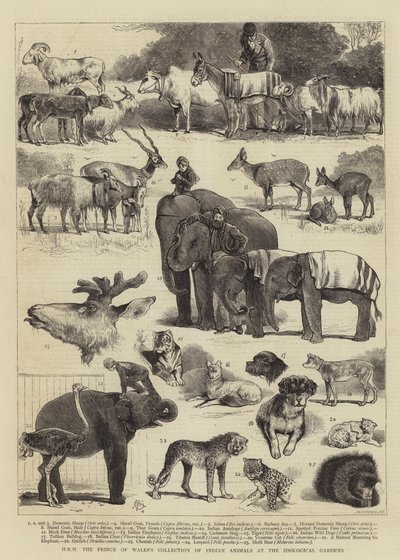 HRH de collectie van Indiase dieren van de Prins van Wales in de dierentuin door Alfred Chantrey Corbould