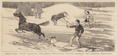 Schetsen uit British Columbia, jonge paarden breken voor slee harnas door Alfred Chantrey Corbould