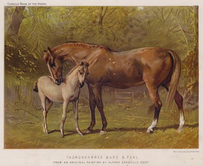 Volbloed Merrie en Veulen door Alfred Chantrey Corbould