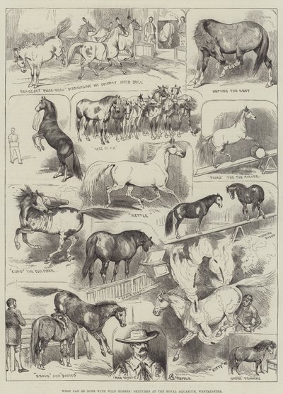 Wat kan er gedaan worden met wilde paarden, schetsen in het Royal Aquarium, Westminster door Alfred Courbould
