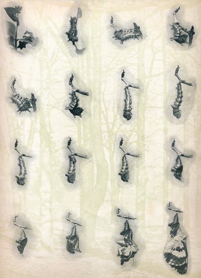 De Evolutie van een Rups, c1910, 1911 door Alfred Harold Bastin