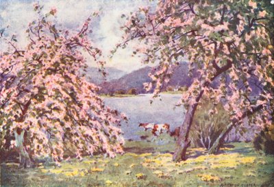 Lake District: Esthwaite Water, Appelbloesem door Alfred Heaton Cooper