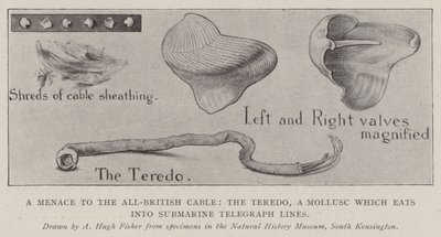 Een Bedreiging voor de All-British Kabel, de Teredo, een Weekdier dat in Onderzeese Telegraaflijnen Vreet door Alfred Hugh Fisher