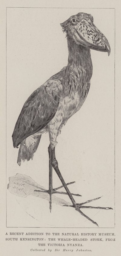 Een recente toevoeging aan het Natuurhistorisch Museum, South Kensington, de walvishoofd ooievaar, van het Victoria Nyanza door Alfred Hugh Fisher