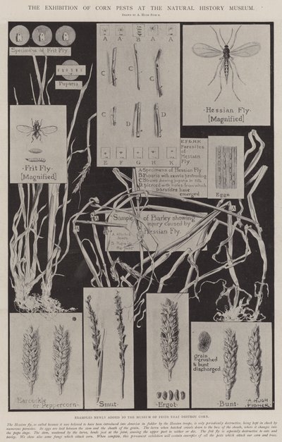 De tentoonstelling van maïsongedierte in het Natuurhistorisch Museum door Alfred Hugh Fisher