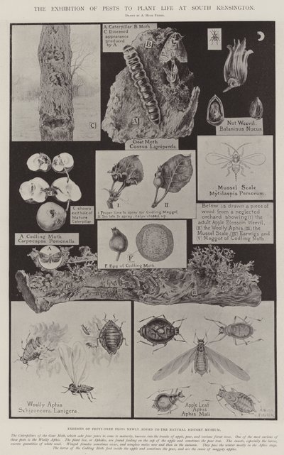 De Tentoonstelling van Plagen voor Plantenleven in South Kensington door Alfred Hugh Fisher