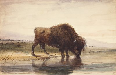 Stierbuffel, c.1837 door Alfred Jacob Miller