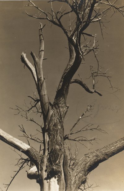 Stervende kastanjeboom (verso) door Alfred Stieglitz