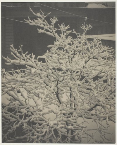 Vanuit het Achterraam "291" Sneeuwbedekte Boom, Achtertuin door Alfred Stieglitz