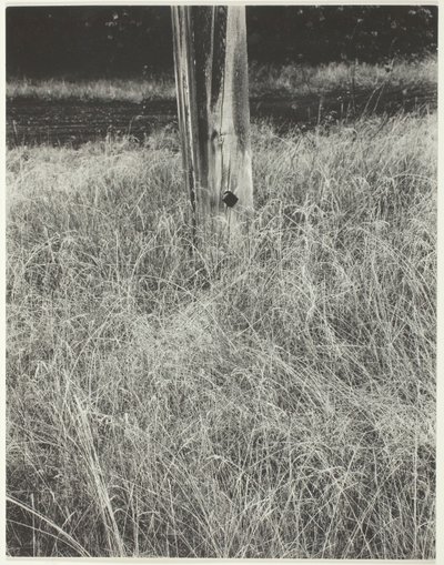 Gras en vlaggenstok, 1933 door Alfred Stieglitz