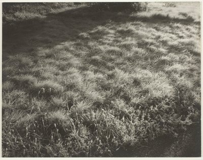 Gras en vorst door Alfred Stieglitz