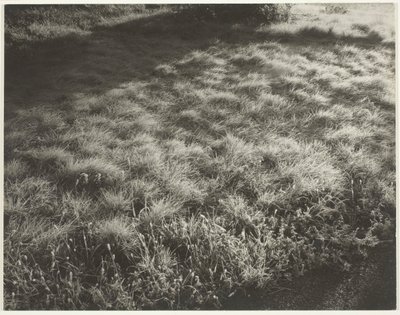 Gras en Vorst, 1934 door Alfred Stieglitz