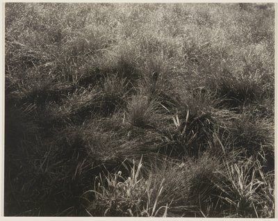 Grassen door Alfred Stieglitz