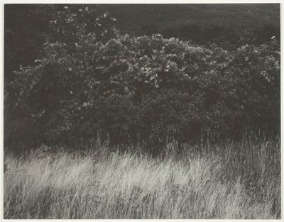 Heg en Grassen - Lake George door Alfred Stieglitz