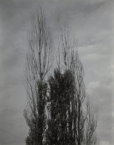 Populieren — Lake George door Alfred Stieglitz