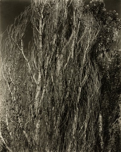 Populieren—Lake George door Alfred Stieglitz