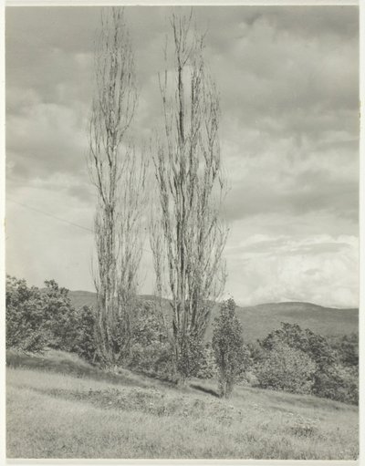 Populieren—Lake George door Alfred Stieglitz