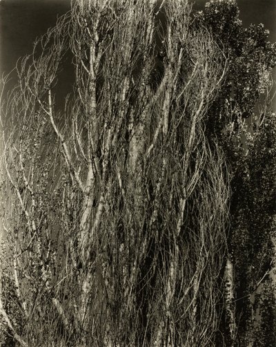 Populieren—Lake George door Alfred Stieglitz
