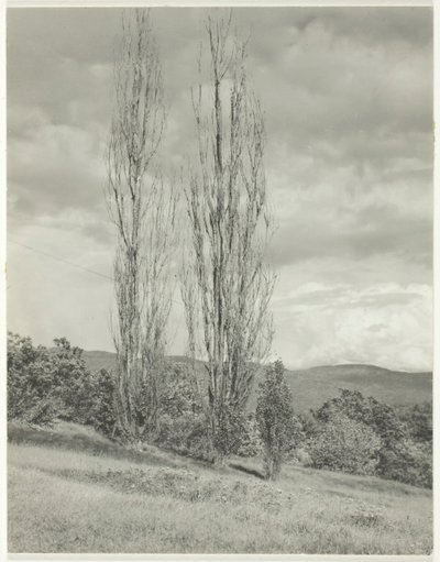 Populieren—Lake George, 1935 door Alfred Stieglitz