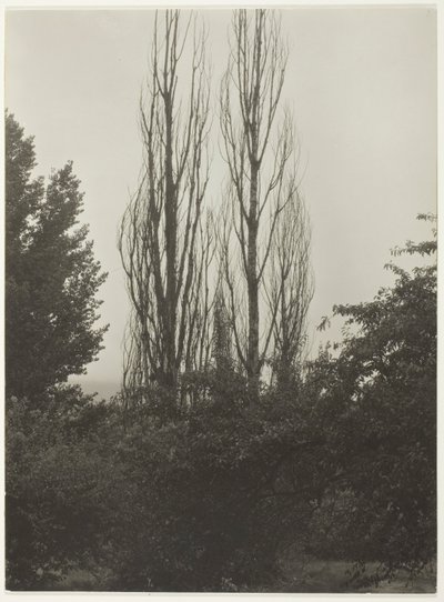 Populieren - Lake George door Alfred Stieglitz