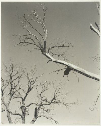 De stervende kastanjeboom - mijn leraar door Alfred Stieglitz