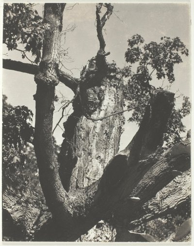 De Oude Esdoorn—Lake George door Alfred Stieglitz