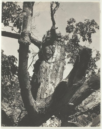 De oude esdoorn - Lake George, 1926 door Alfred Stieglitz
