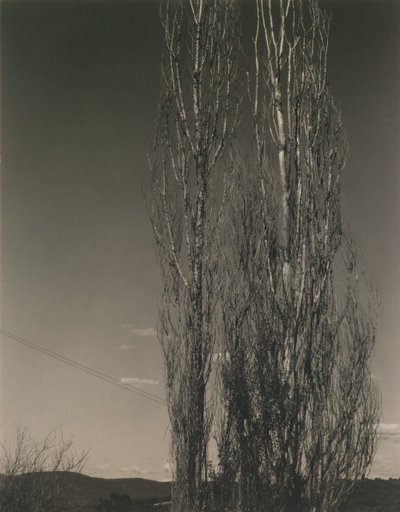 De Twee Populieren, Lake George door Alfred Stieglitz