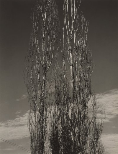 De twee populieren, Lake George door Alfred Stieglitz