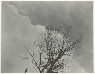 Boom Set 3 door Alfred Stieglitz
