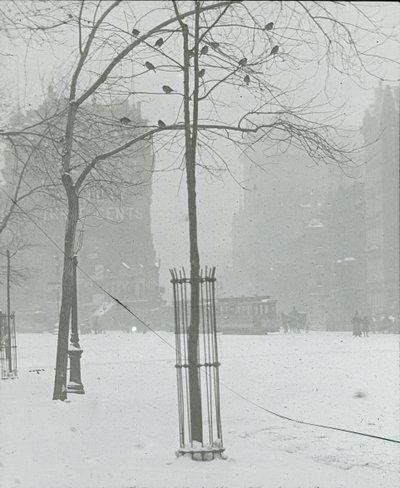 Boom in de sneeuw, New York City, 1900-02 door Alfred Stieglitz