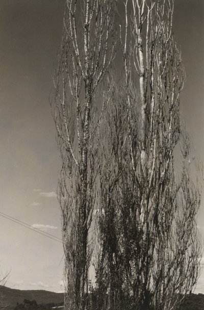 Twee populieren, Lake George (recto) door Alfred Stieglitz
