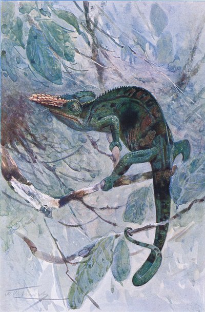 Afrikaanse Kameleon, illustratie uit 