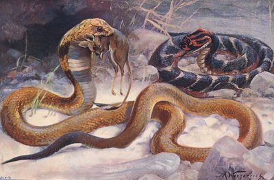 Cobra en Puff Adder, illustratie uit 
