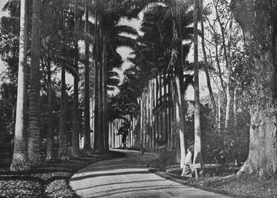 Koolpalmen in de Tuinen van Peradeniya, ca. 1890 door Alfred William Amandus Plate