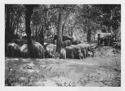 Olifanten Kraaling in Ceylon bij een Waterput binnen de Palissade, c1890, 1910 door Alfred William Amandus Plate