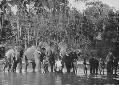 Heilige Olifanten Baden in de Mahaweli Ganga bij Katugastota door Alfred William Amandus Plate