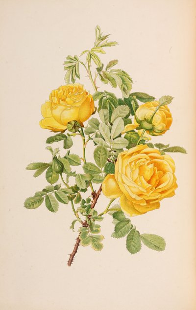Illustratie uit The genus rosa door Ellen Willmott door Alfred William Parsons