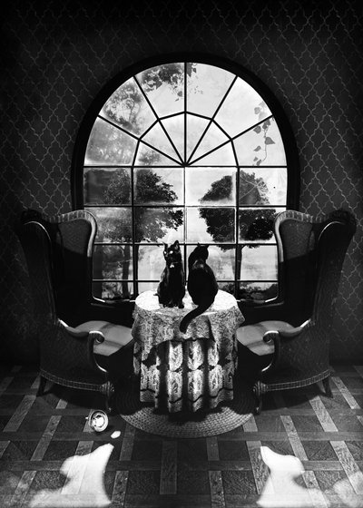 Mysterieuze zwarte katten door Ali Gulec