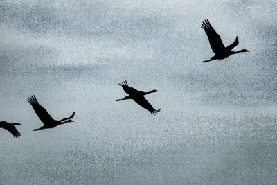Wing on Wing, uit de serie Over Hula, 2016 (foto) door Alice Gur-Arie
