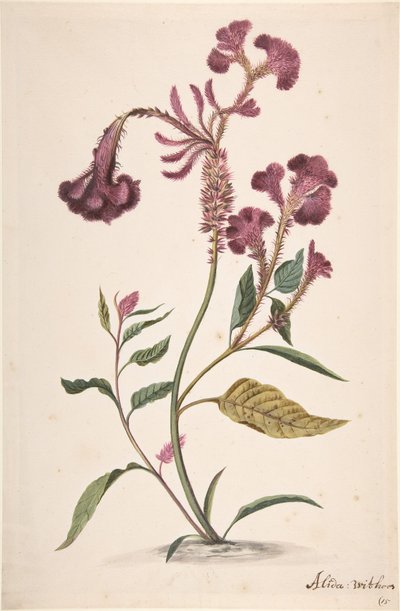 Studie van een Hanekam Celosia argentea door Alida Withoos
