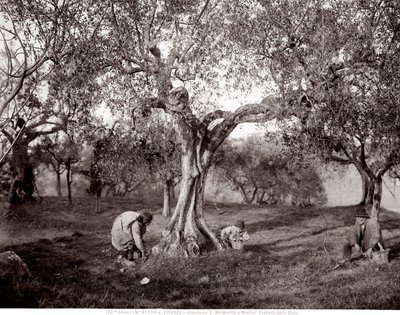 Kinderen die olijven plukken tussen de olijfbomen, op een heuvel in Santa Margherita a Montici, Florence (zw/w foto) door Fratelli Alinari